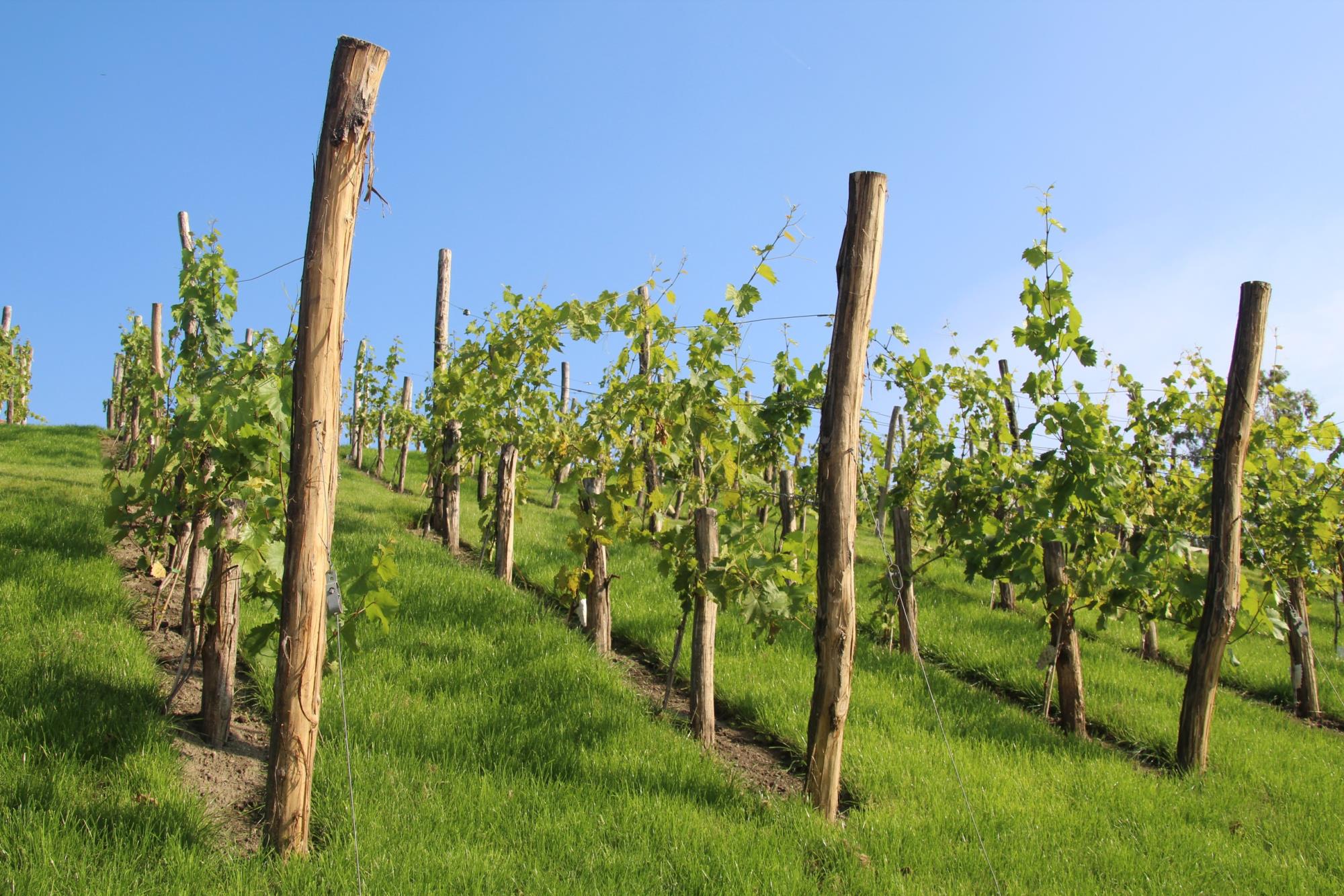 Weinbergführung in der Holsteinischen Schweiz