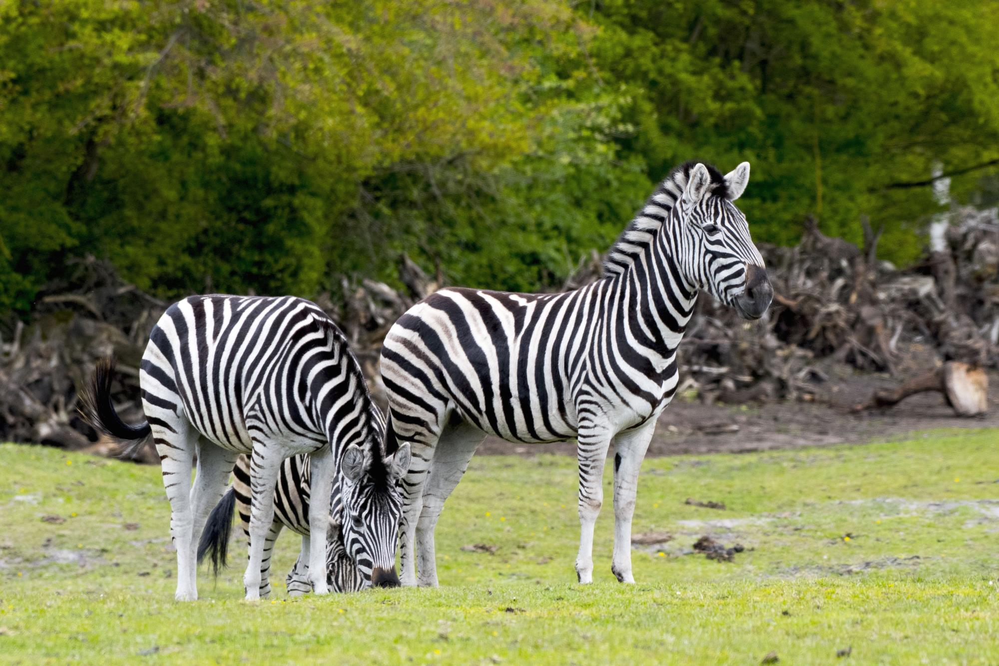 Serengeti-Park in Hodenhagen  