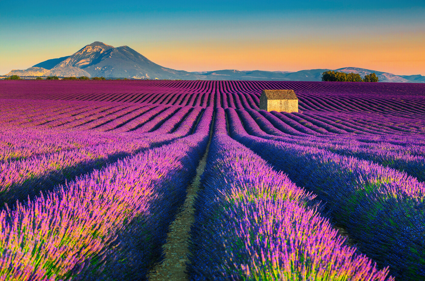 Zur Lavendelblüte in die Provence