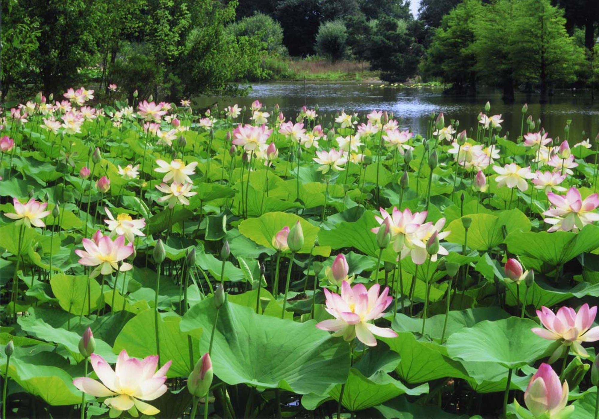 Lotusblütenfest im Arboretum