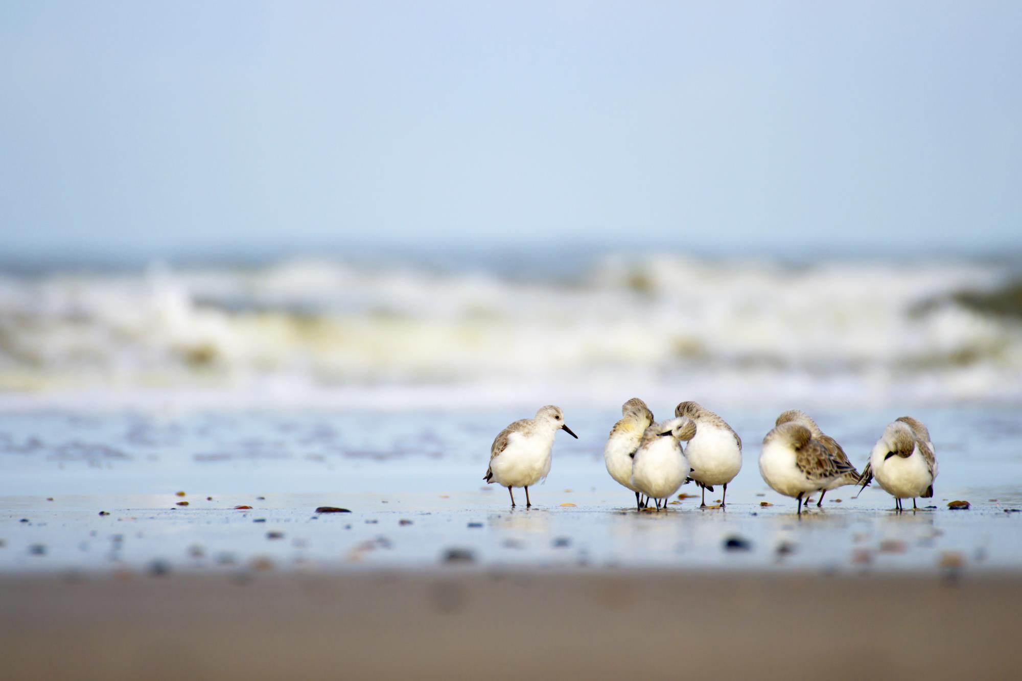 Kutschfahrt zur Hallig Südfall